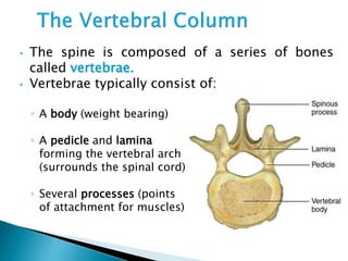 • The spine is composed of a series of bones
called vertebrae.
• Vertebrae typically consist of:
◦ A body (weight bearing)
◦ A pedicle and lamina
forming the vertebral arch
(surrounds the spinal cord)
◦ Several processes (points
of attachment for muscles)
 