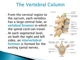  From the cervical region to
the sacrum, each vertebra
has a large central hole, or
vertebral foramen in which
the spinal cord can travel.
 At each segmental level,
on both the right and left
sides, an intervertebral
foremen is formed for the
exiting spinal nerves.
 