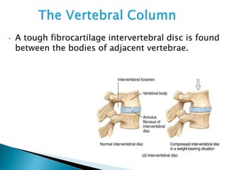 • A tough fibrocartilage intervertebral disc is found
between the bodies of adjacent vertebrae.
 