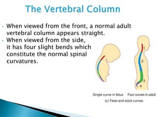 • When viewed from the front, a normal adult
vertebral column appears straight.
• When viewed from the side,
it has four slight bends which
constitute the normal spinal
curvatures.
 