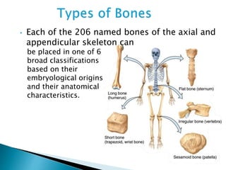 • Each of the 206 named bones of the axial and
appendicular skeleton can
be placed in one of 6
broad classifications
based on their
embryological origins
and their anatomical
characteristics.
 