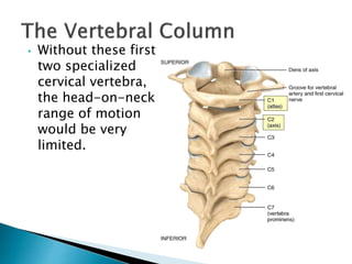 • Without these first
two specialized
cervical vertebra,
the head-on-neck
range of motion
would be very
limited.
 
