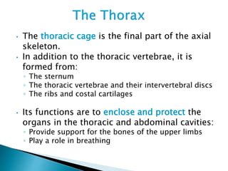 • The thoracic cage is the final part of the axial
skeleton.
• In addition to the thoracic vertebrae, it is
formed from:
◦ The sternum
◦ The thoracic vertebrae and their intervertebral discs
◦ The ribs and costal cartilages
• Its functions are to enclose and protect the
organs in the thoracic and abdominal cavities:
◦ Provide support for the bones of the upper limbs
◦ Play a role in breathing
 