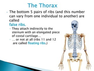 • The bottom 5 pairs of ribs (and this number
can vary from one individual to another) are
called
false ribs.
◦ They attach indirectly to the
sternum with an elongated piece
of costal cartilage…
◦ … or not at all (ribs 11 and 12
are called floating ribs.)
 