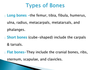  Long bones -the femur, tibia, fibula, humerus,
ulna, radius, metacarpals, metatarsals, and
phalanges.
 Short bones (cube-shaped) include the carpals
& tarsals.
 Flat bones-They include the cranial bones, ribs,
sternum, scapulae, and clavicles.
 