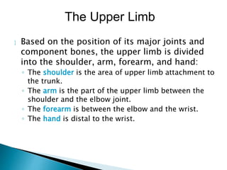  Based on the position of its major joints and
component bones, the upper limb is divided
into the shoulder, arm, forearm, and hand:
◦ The shoulder is the area of upper limb attachment to
the trunk.
◦ The arm is the part of the upper limb between the
shoulder and the elbow joint.
◦ The forearm is between the elbow and the wrist.
◦ The hand is distal to the wrist.
The Upper Limb
 