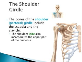  The bones of the shoulder
(pectoral) girdle include
the scapula and the
clavicle.
◦ The shoulder joint also
incorporates the upper part
of the humerus.
 