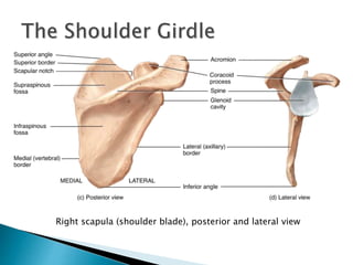 Right scapula (shoulder blade), posterior and lateral view
 