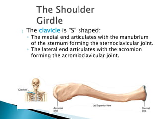  The clavicle is “S” shaped:
◦ The medial end articulates with the manubrium
of the sternum forming the sternoclavicular joint.
◦ The lateral end articulates with the acromion
forming the acromioclavicular joint.
 