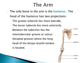  The only bone in the arm is the humerus. The
head of the humerus has two projections:
◦ The greater tubercle lies more laterally.
◦ The lesser tubercle lies more anteriorly.
◦ Between the tubercles lies the
intertubercular groove or sulcus
(bicipital groove) where the long
head of the biceps brachii tendon
is located.
 
