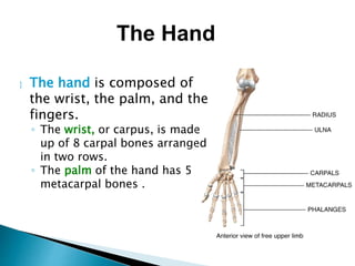  The hand is composed of
the wrist, the palm, and the
fingers.
◦ The wrist, or carpus, is made
up of 8 carpal bones arranged
in two rows.
◦ The palm of the hand has 5
metacarpal bones .
The Hand
 
