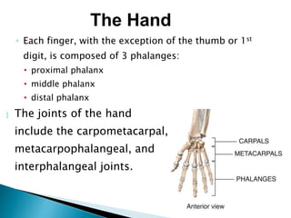 ◦ Each finger, with the exception of the thumb or 1st
digit, is composed of 3 phalanges:
• proximal phalanx
• middle phalanx
• distal phalanx
 The joints of the hand
include the carpometacarpal,
metacarpophalangeal, and
interphalangeal joints.
The Hand
 