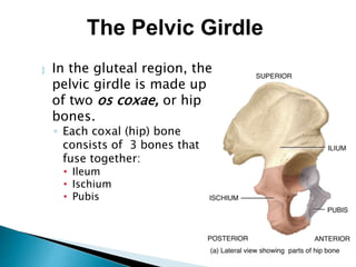  In the gluteal region, the
pelvic girdle is made up
of two os coxae, or hip
bones.
◦ Each coxal (hip) bone
consists of 3 bones that
fuse together:
• Ileum
• Ischium
• Pubis
The Pelvic Girdle
 