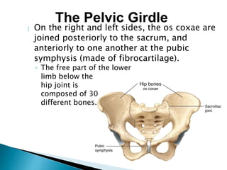  On the right and left sides, the os coxae are
joined posteriorly to the sacrum, and
anteriorly to one another at the pubic
symphysis (made of fibrocartilage).
◦ The free part of the lower
limb below the
hip joint is
composed of 30
different bones.
The Pelvic Girdle
 