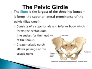  The ilium is the largest of the three hip bones -
it forms the superior lateral prominence of the
pelvis (iliac crest):
◦ Consists of a superior ala and inferior body which
forms the acetabulum
(the socket for the head
of the femur)
◦ Greater sciatic notch
allows passage of the
sciatic nerve.
The Pelvic Girdle
 