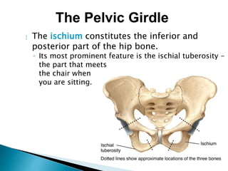 The ischium constitutes the inferior and
posterior part of the hip bone.
◦ Its most prominent feature is the ischial tuberosity -
the part that meets
the chair when
you are sitting.
The Pelvic Girdle
 