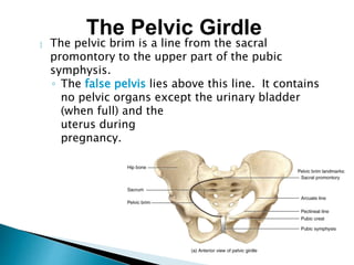  The pelvic brim is a line from the sacral
promontory to the upper part of the pubic
symphysis.
◦ The false pelvis lies above this line. It contains
no pelvic organs except the urinary bladder
(when full) and the
uterus during
pregnancy.
The Pelvic Girdle
 