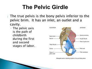  The true pelvis is the bony pelvis inferior to the
pelvic brim. It has an inlet, an outlet and a
cavity.
◦ The pelvic axis
is the path of
childbirth
during the first
and second
stages of labor.
The Pelvic Girdle
 