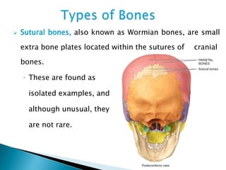  Sutural bones, also known as Wormian bones, are small
extra bone plates located within the sutures of cranial
bones.
◦ These are found as
isolated examples, and
although unusual, they
are not rare.
 