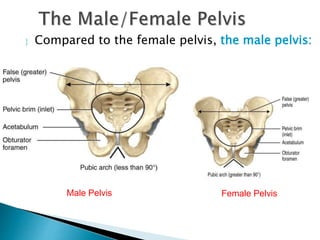  Compared to the female pelvis, the male pelvis:
Male Pelvis Female Pelvis
 