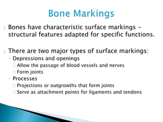  Bones have characteristic surface markings -
structural features adapted for specific functions.
 There are two major types of surface markings:
◦ Depressions and openings
 Allow the passage of blood vessels and nerves
 Form joints
◦ Processes
 Projections or outgrowths that form joints
 Serve as attachment points for ligaments and tendons
 