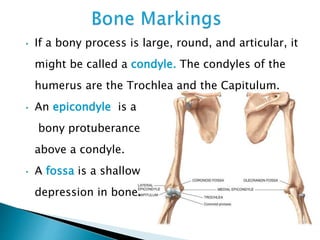 • If a bony process is large, round, and articular, it
might be called a condyle. The condyles of the
humerus are the Trochlea and the Capitulum.
• An epicondyle is a
bony protuberance
above a condyle.
• A fossa is a shallow
depression in bone.
 