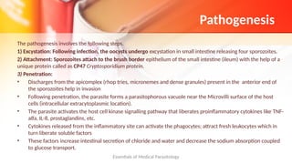 Comprehensive Overview of Opportunistic Coccidian Parasites and ...