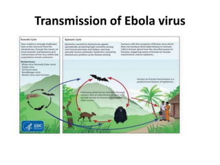 Transmission of Ebola virus
 