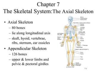 7-1
Chapter 7
The Skeletal System:The Axial Skeleton
• Axial Skeleton
– 80 bones
– lie along longitudinal axis
– skull, hyoid, vertebrae,
ribs, sternum, ear ossicles
• Appendicular Skeleton
– 126 bones
– upper & lower limbs and
pelvic & pectoral girdles
 