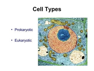 Cell Types
• Prokaryotic
• Eukaryotic
 