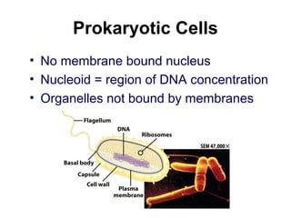 Prokaryotic Cells
• No membrane bound nucleus
• Nucleoid = region of DNA concentration
• Organelles not bound by membranes
 