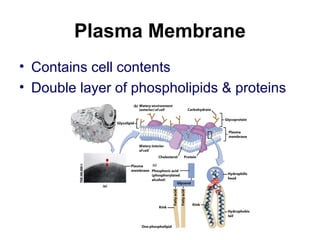 Plasma Membrane
• Contains cell contents
• Double layer of phospholipids & proteins
 