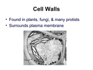 Cell Walls
• Found in plants, fungi, & many protists
• Surrounds plasma membrane
 