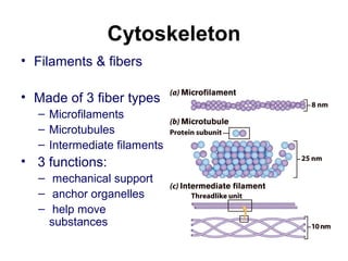 Cytoskeleton
• Filaments & fibers
• Made of 3 fiber types
– Microfilaments
– Microtubules
– Intermediate filaments
• 3 functions:
– mechanical support
– anchor organelles
– help move
substances
 