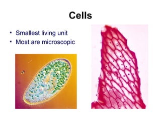 Cells
• Smallest living unit
• Most are microscopic
 