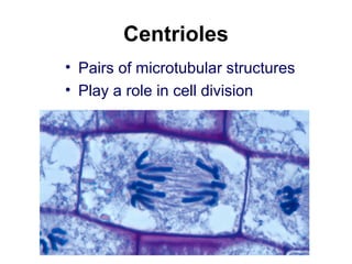 Centrioles
• Pairs of microtubular structures
• Play a role in cell division
 