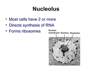 Nucleolus
• Most cells have 2 or more
• Directs synthesis of RNA
• Forms ribosomes
 