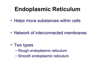Endoplasmic Reticulum
• Helps move substances within cells
• Network of interconnected membranes
• Two types
– Rough endoplasmic reticulum
– Smooth endoplasmic reticulum
 