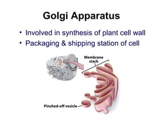 Golgi Apparatus
• Involved in synthesis of plant cell wall
• Packaging & shipping station of cell
 