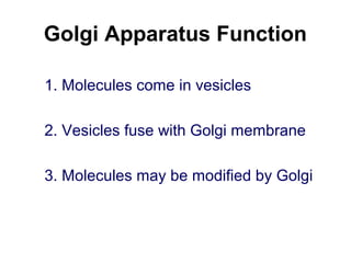 Golgi Apparatus Function
1. Molecules come in vesicles
2. Vesicles fuse with Golgi membrane
3. Molecules may be modified by Golgi
 