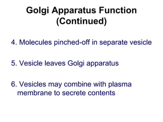 Golgi Apparatus Function
(Continued)
4. Molecules pinched-off in separate vesicle
5. Vesicle leaves Golgi apparatus
6. Vesicles may combine with plasma
membrane to secrete contents
 