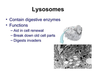 Lysosomes
• Contain digestive enzymes
• Functions
– Aid in cell renewal
– Break down old cell parts
– Digests invaders
 