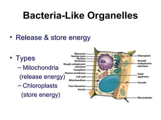 Bacteria-Like Organelles
• Release & store energy
• Types
– Mitochondria
(release energy)
– Chloroplasts
(store energy)
 
