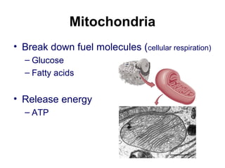 Mitochondria
• Break down fuel molecules (cellular respiration)
– Glucose
– Fatty acids
• Release energy
– ATP
 