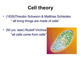 Cell theory
• (1839)Theodor Schwann & Matthias Schleiden
“ all living things are made of cells”
• (50 yrs. later) Rudolf Virchow
“all cells come from cells”
 