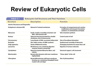 Review of Eukaryotic Cells
 