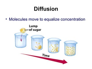Diffusion
• Molecules move to equalize concentration
 