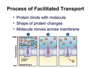 Process of Facilitated Transport
• Protein binds with molecule
• Shape of protein changes
• Molecule moves across membrane
 
