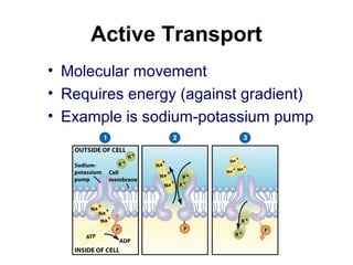 Active Transport
• Molecular movement
• Requires energy (against gradient)
• Example is sodium-potassium pump
 