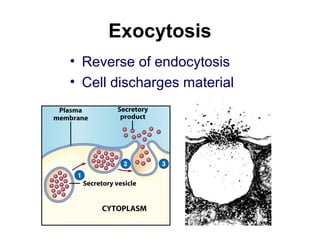 Exocytosis
• Reverse of endocytosis
• Cell discharges material
 